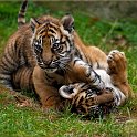 slides/IMG_1450.jpg sumatran, tiger, cub, wildlife, feline, big cat, cat, predator, fur, marking, stripe, eye, play WBCW110 - Sumatran Tiger Cubs